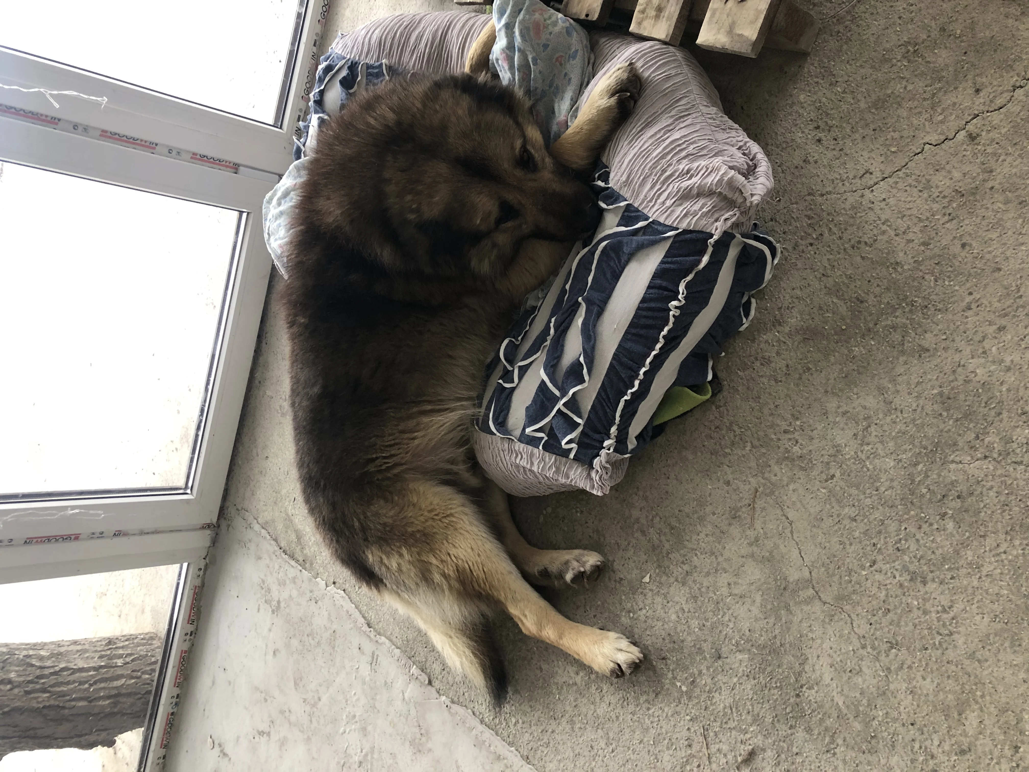 Пропал пес Умка - Поиск животных (Животные) в Ставрополь