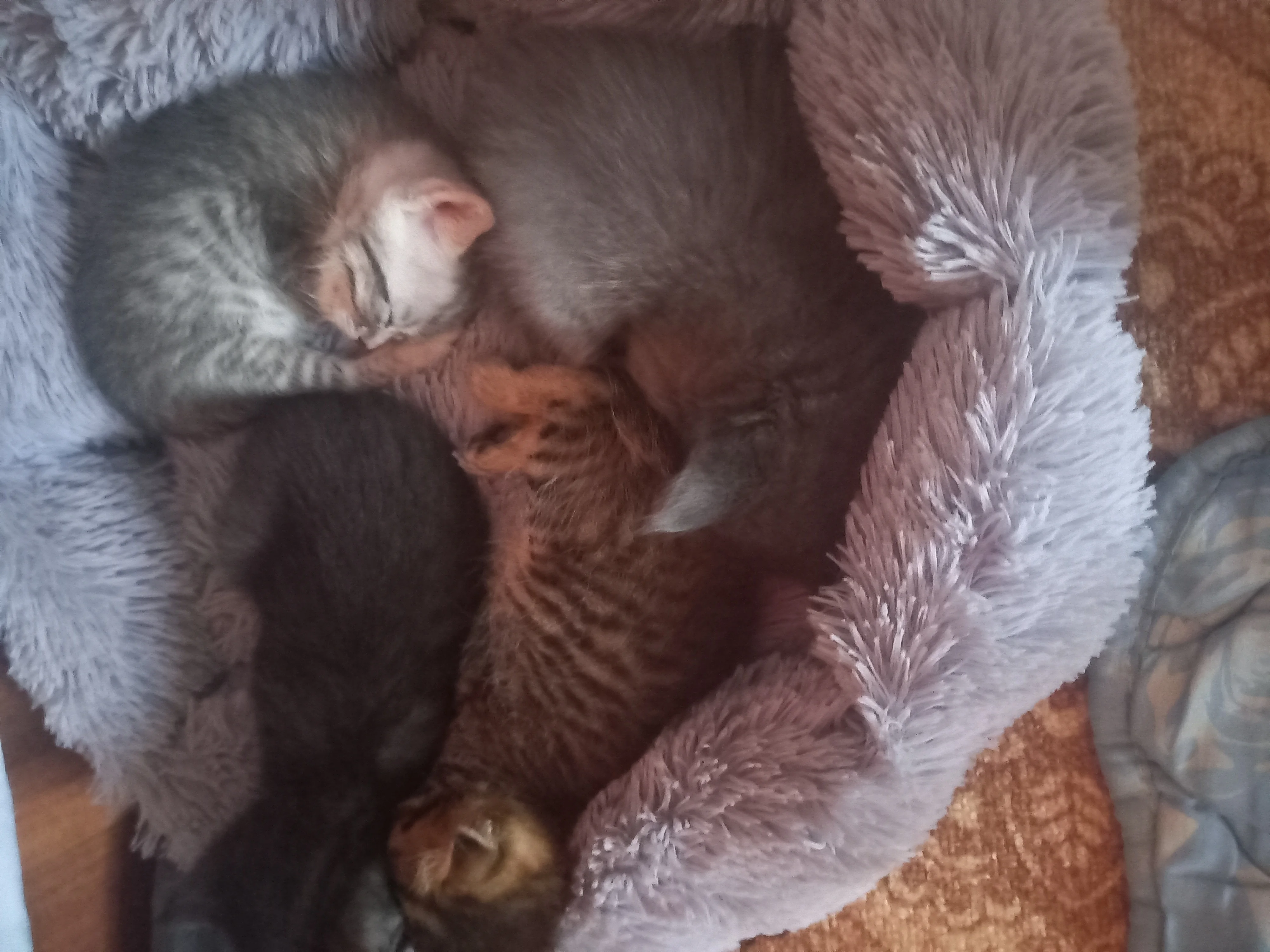 Продам Котят Шатландские и Британские  - Кошки (Животные) в Москва