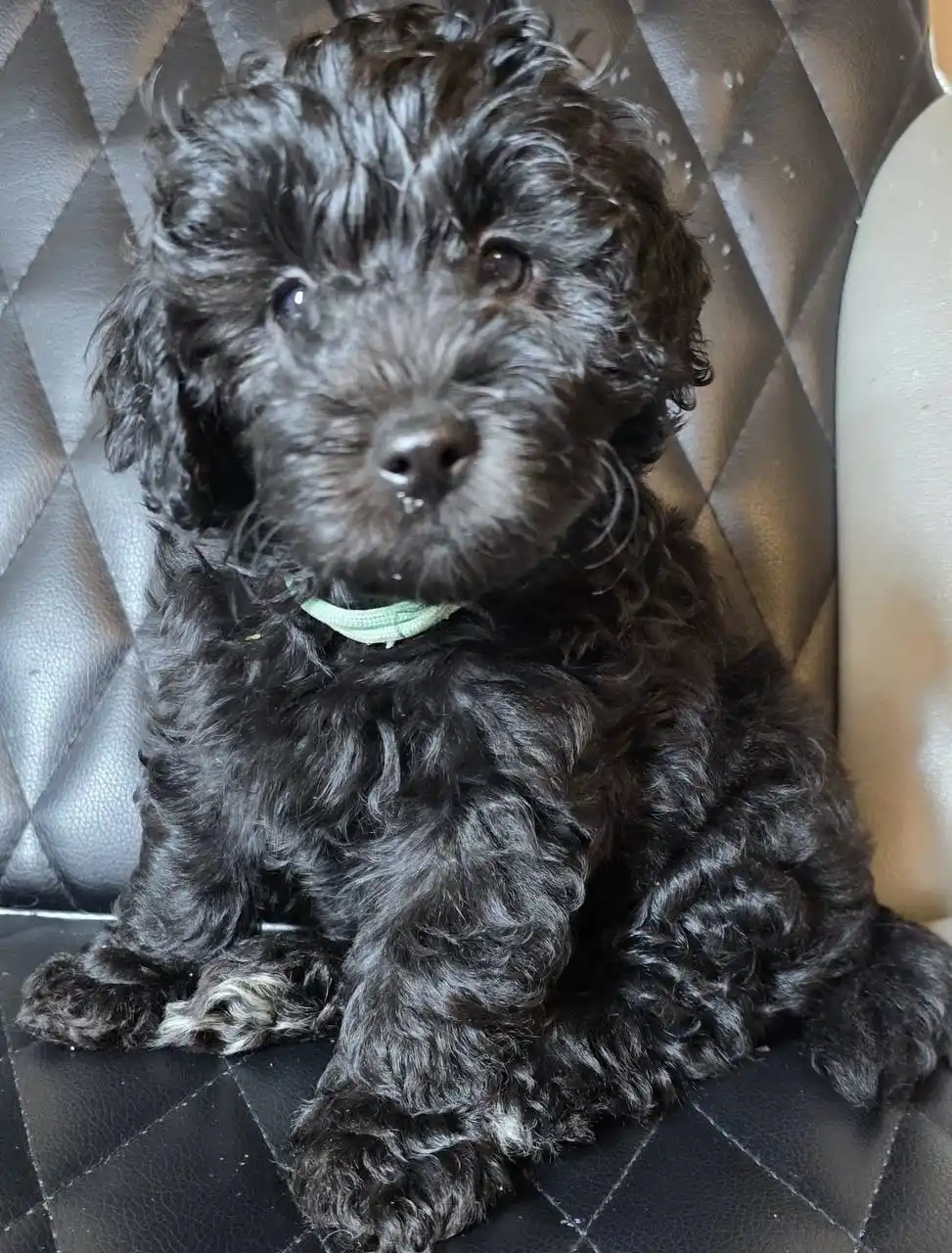 Роскошные пальтипу F2