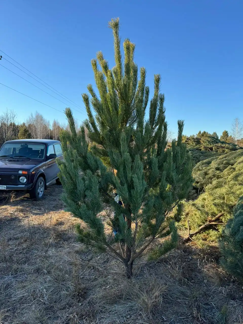 Продажа сосен оптом