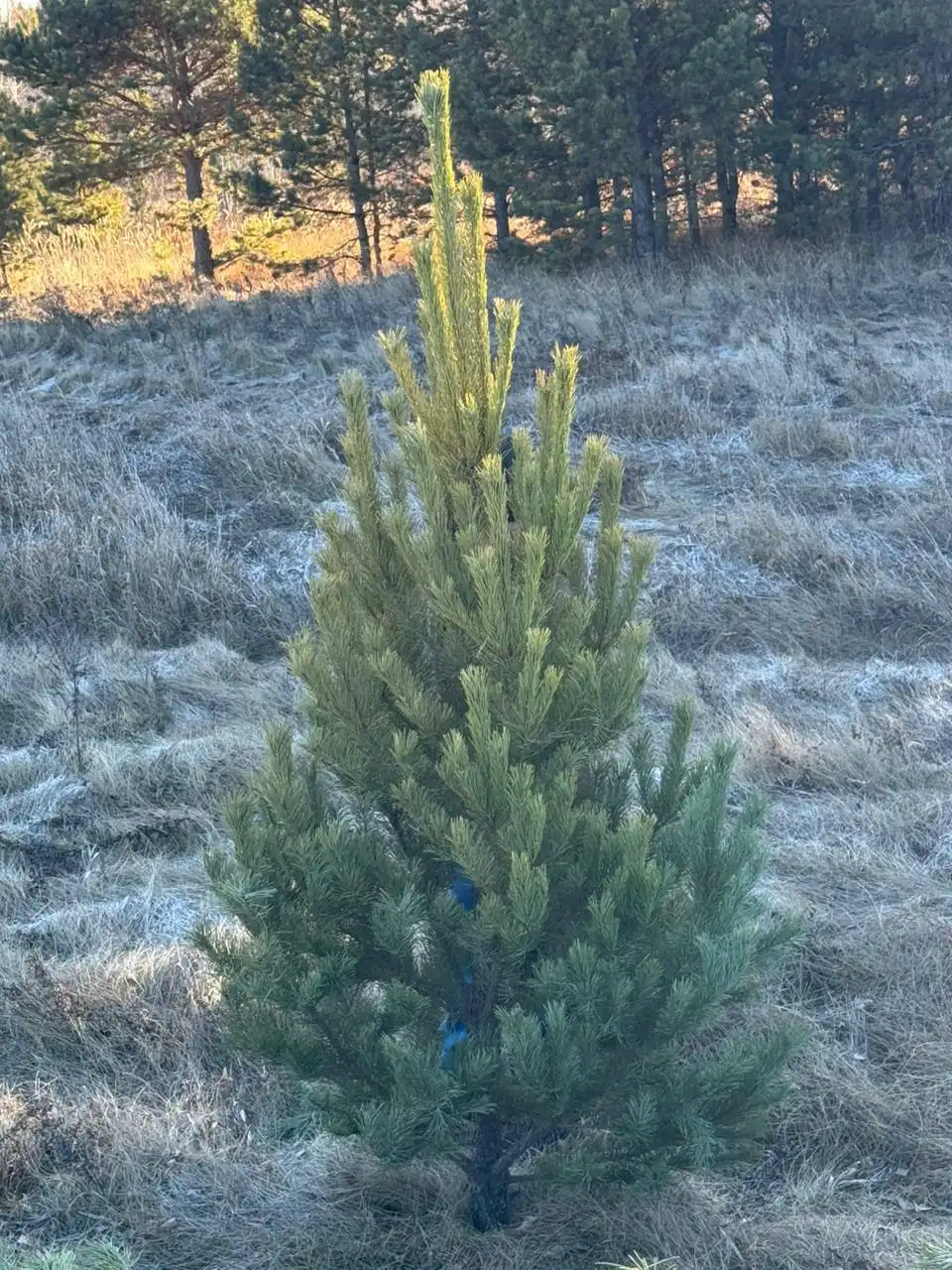 Продажа сосен оптом