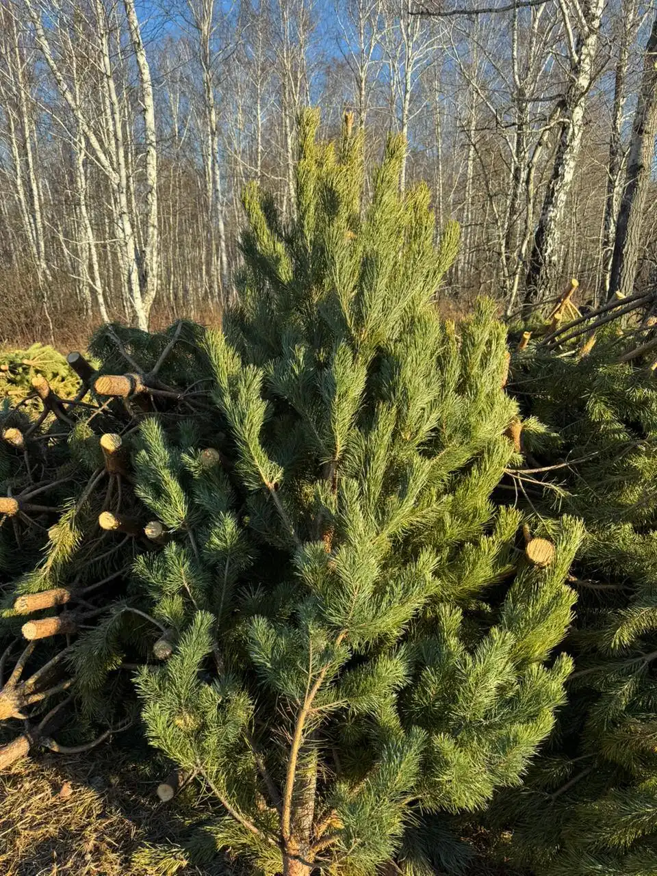 Продажа сосен оптом