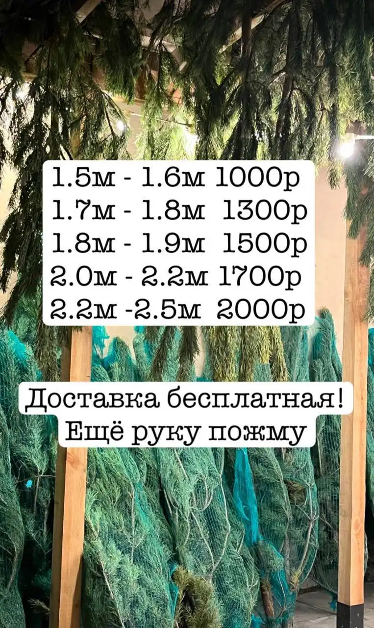 Новогодние сосны с доставкой