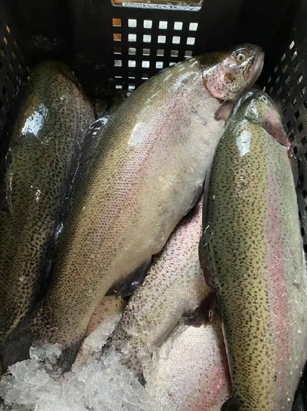 Продажа икры и морепродуктов с доставкой