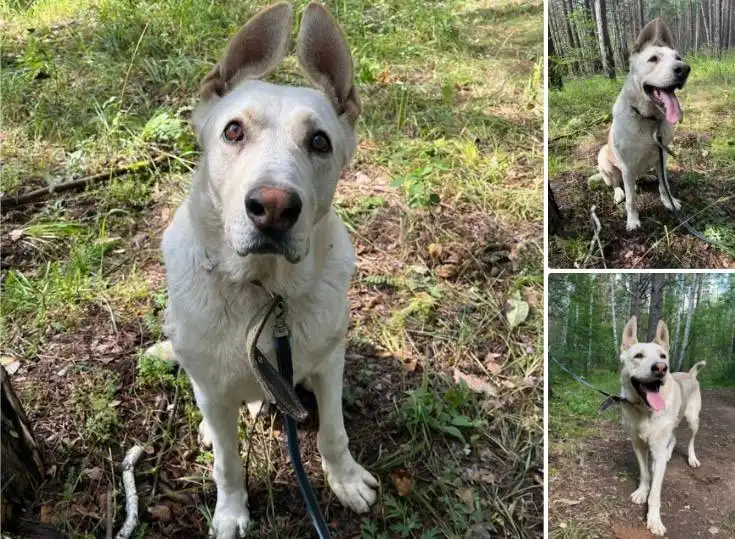 Ищет дом огромный заяц Рон - собака компаньон - Собаки (Животные) в Логиново