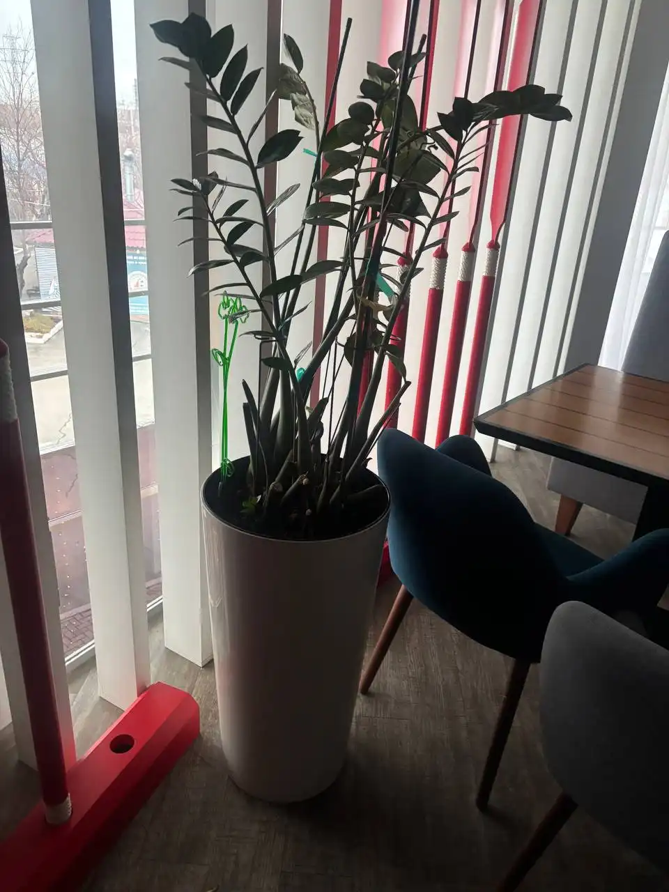 Продам замиокулькас с кашпо
