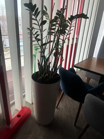 Продам замиокулькас с кашпо - частное объявление в Екатеринбург