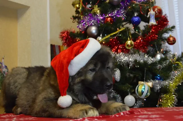 Щенки Кавказской овчарки 2 месяца - частное объявление в Екатеринбург