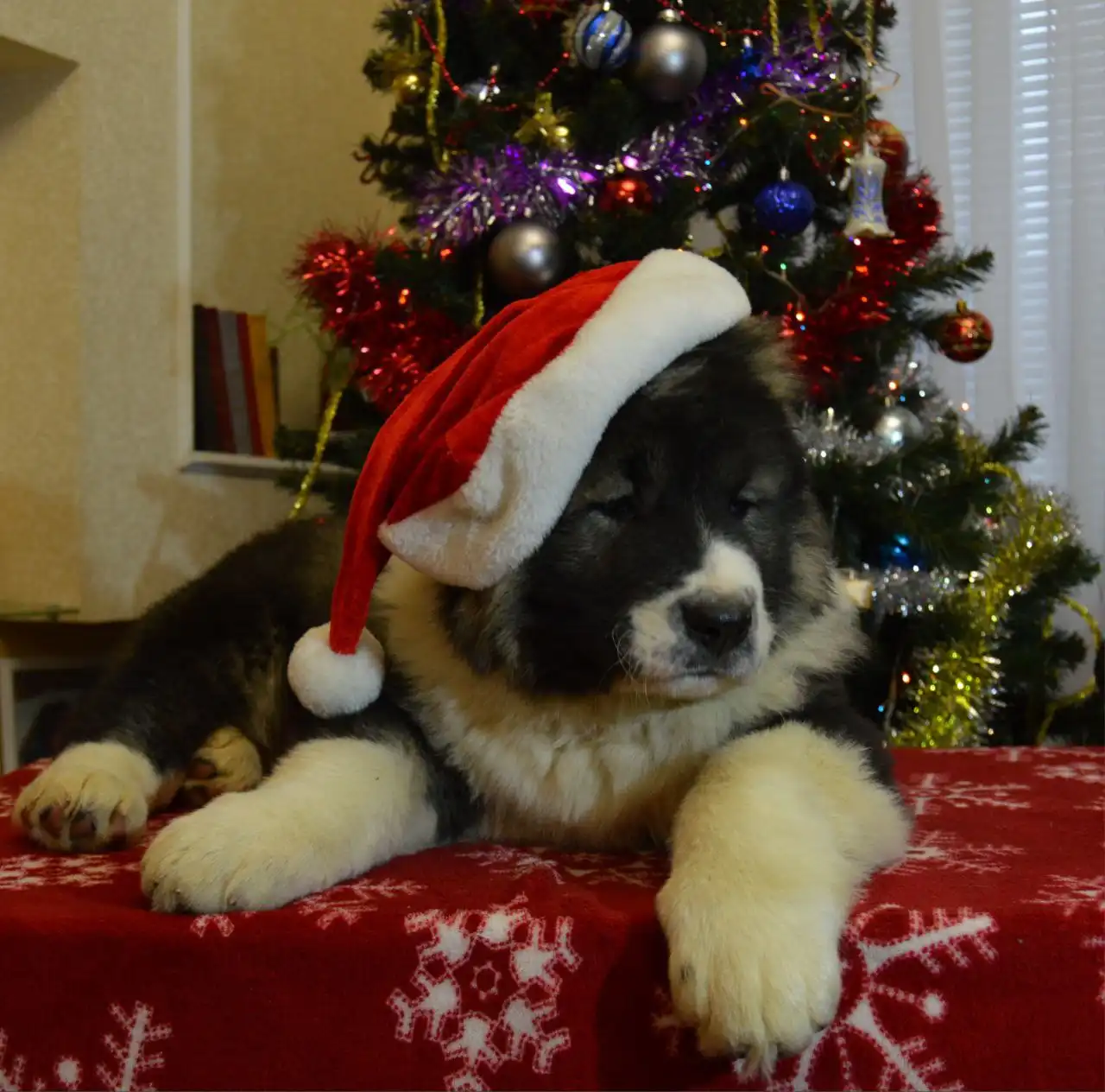 Щенки Кавказской овчарки 2 месяца