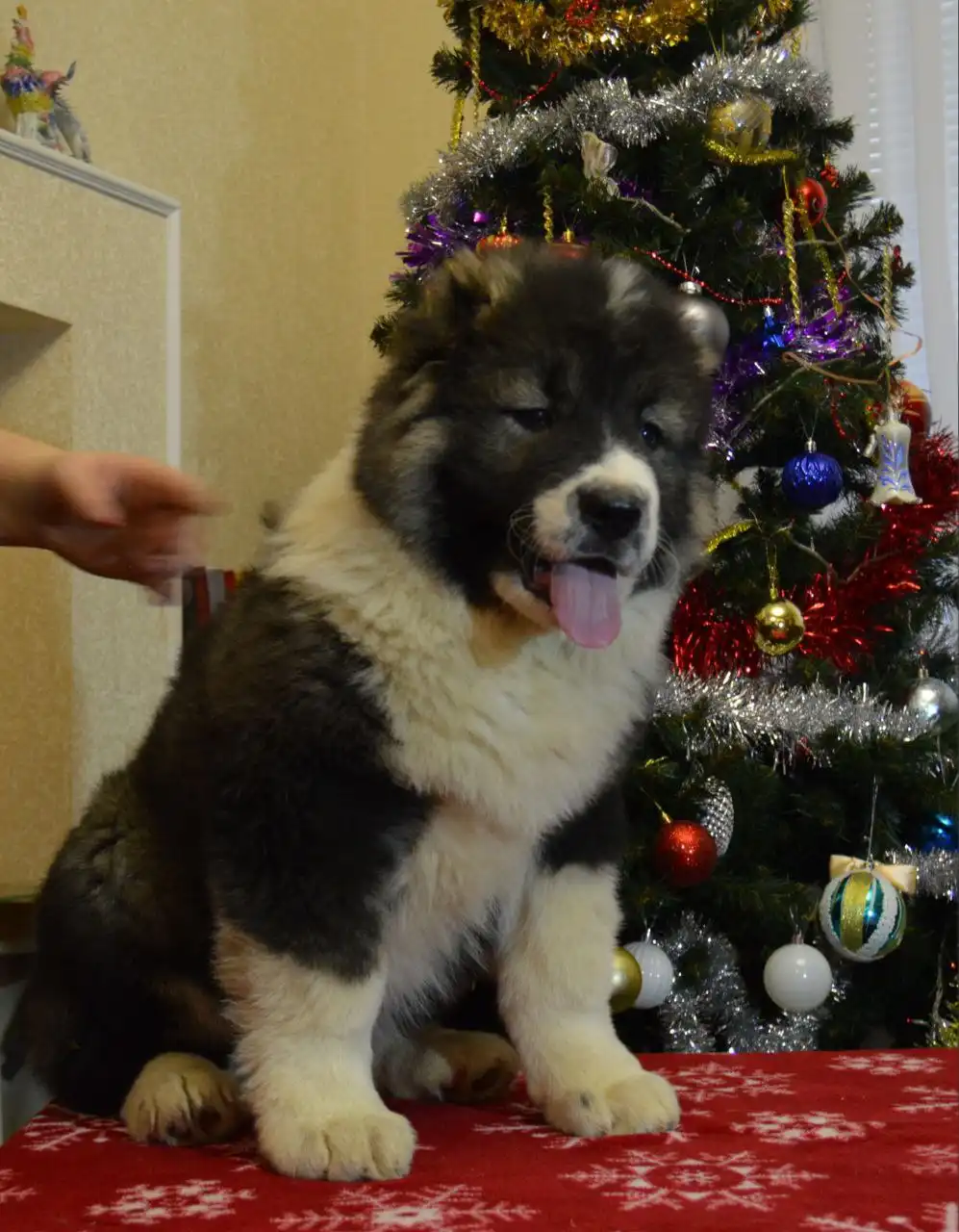 Щенки Кавказской овчарки 2 месяца