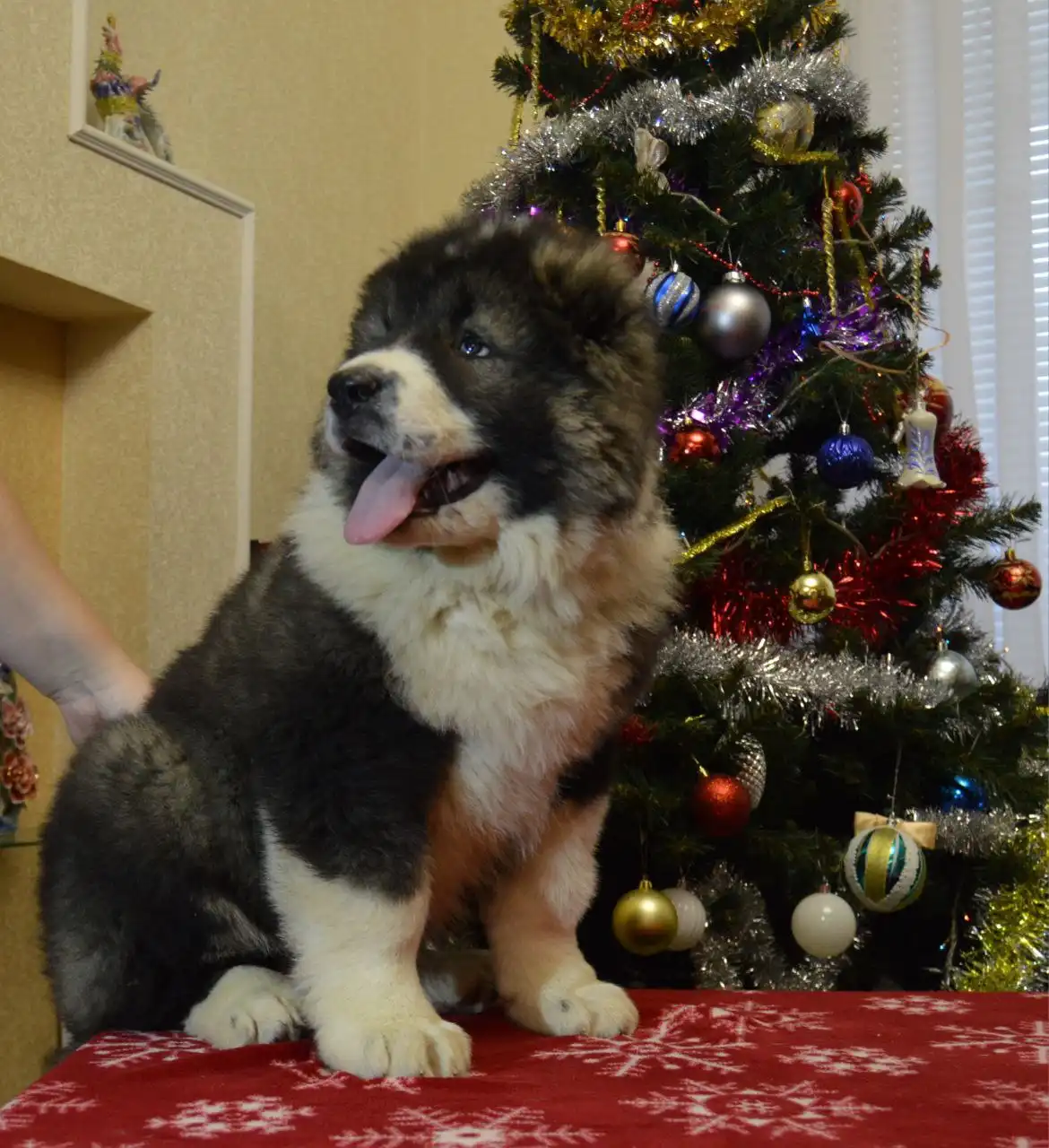 Щенки Кавказской овчарки 2 месяца