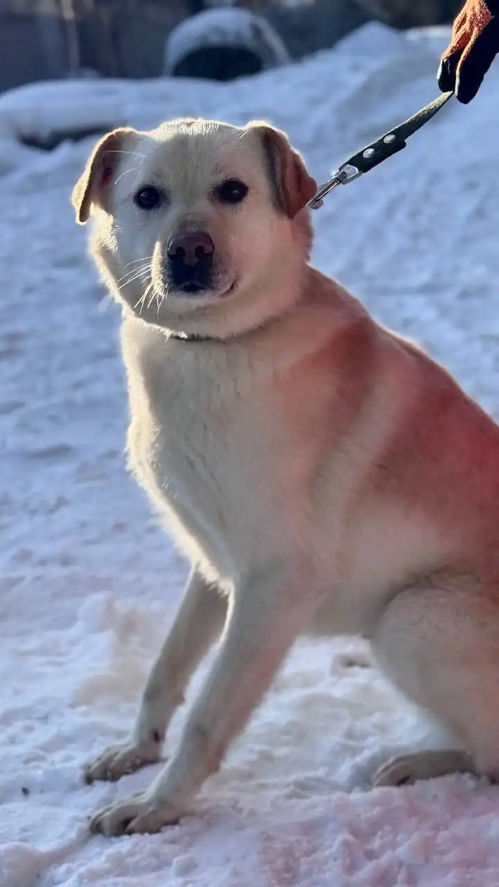 Малыш ищет дом