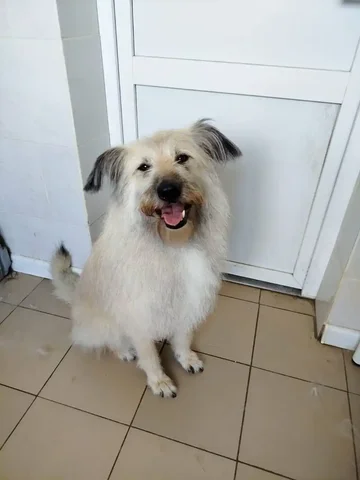 Тася - кроткая и нежная собака из приюта - Животные в Екатеринбург