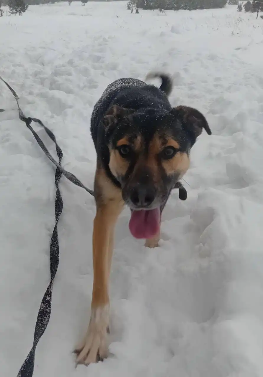 Ищет дом трусоватый пес Ярик в Екатеринбурге - Собаки (Животные) в Екатеринбург