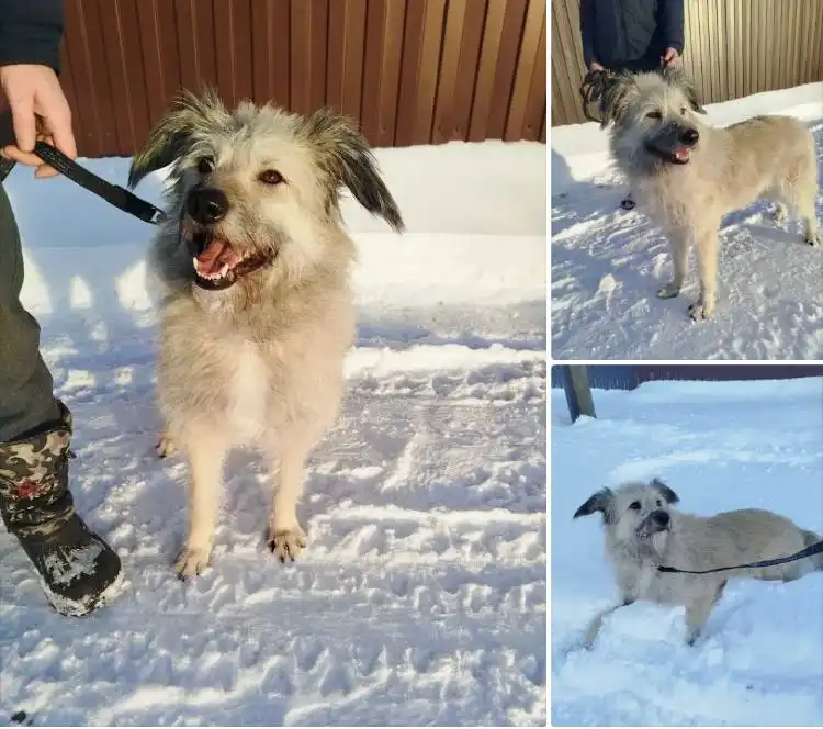 Девушка Тася из приюта ищет семью - Животные в Екатеринбург