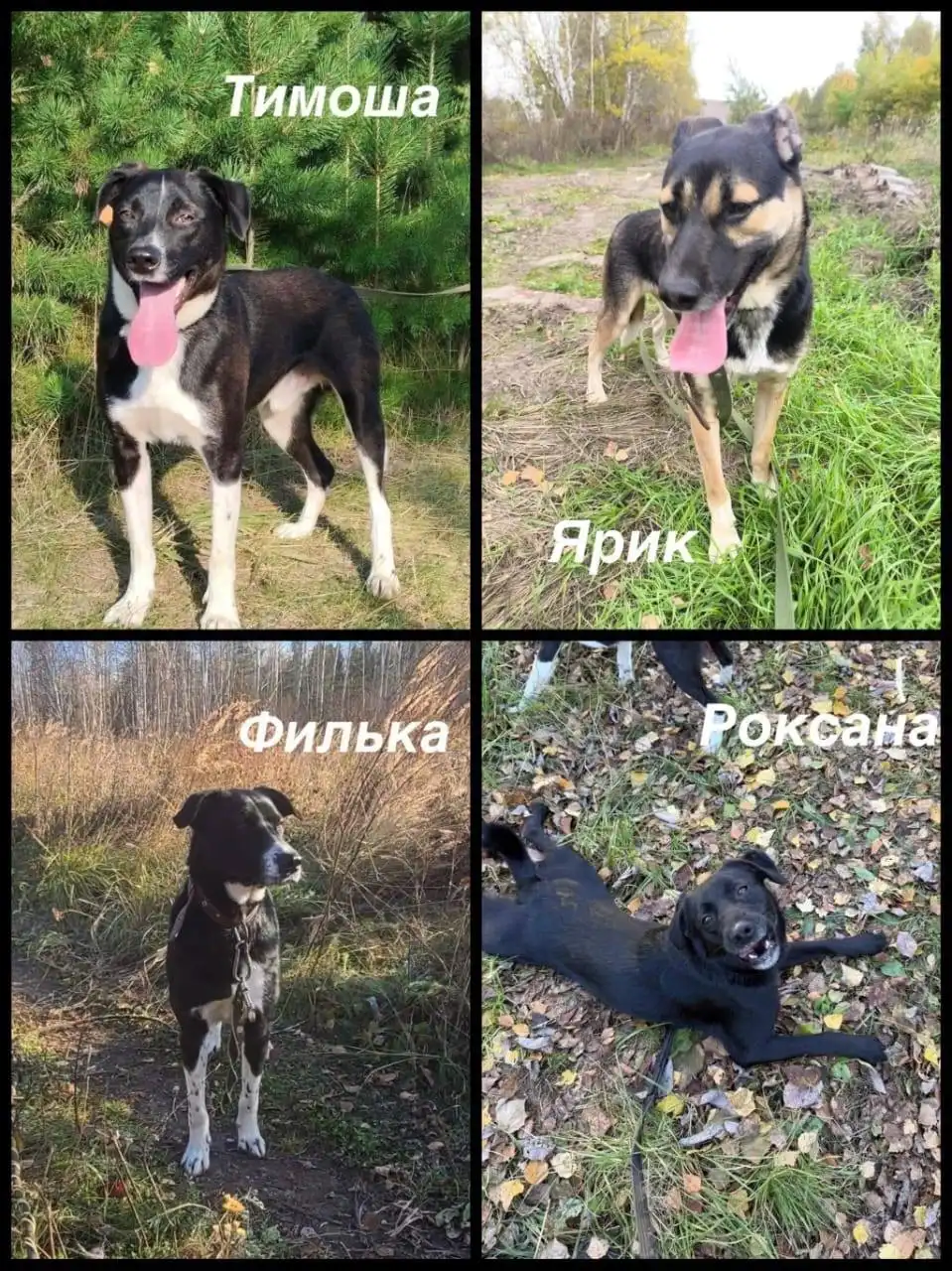 Щенки ищут дом в Екатеринбурге - Собаки (Животные) в Екатеринбург