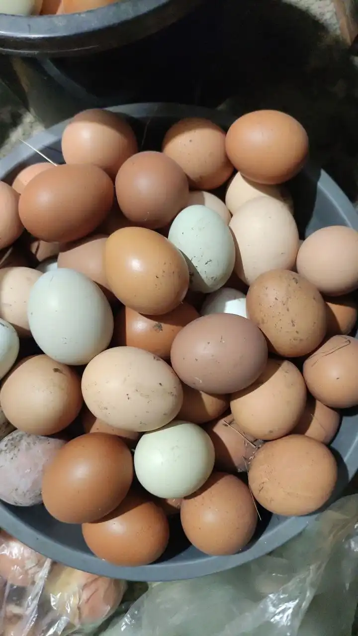 Домашние куриные яйца от кур свободного выгула - Продукты питания (Барахолка) в Екатеринбург