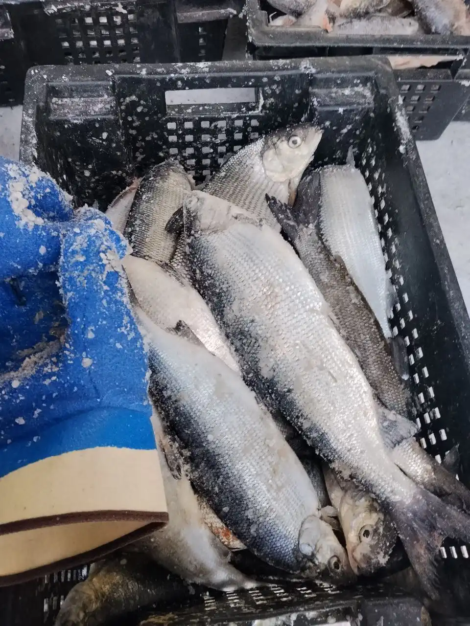 Продажа северной рыбки Рипус и Сиг - Продукты питания (Барахолка) в Екатеринбург