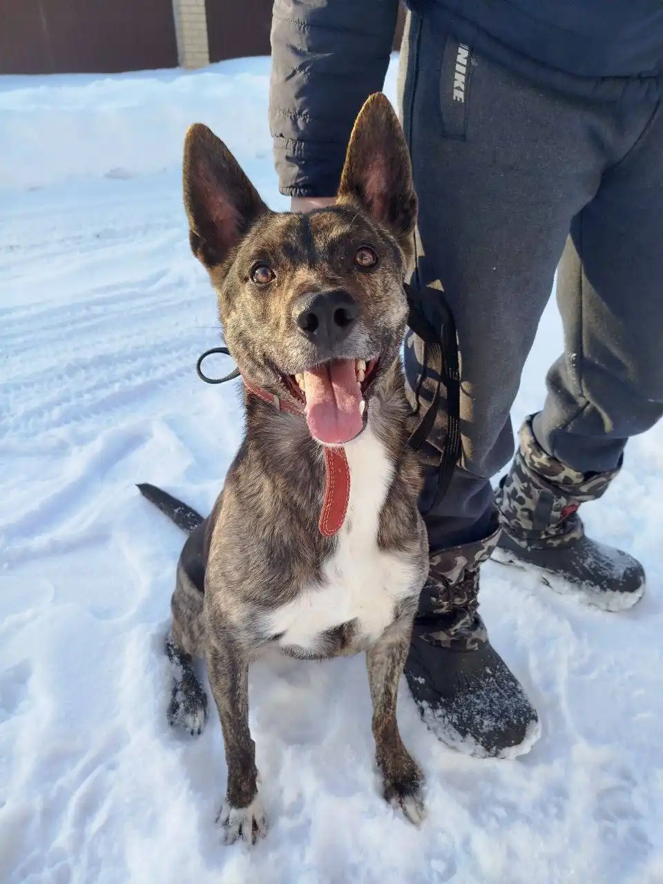 Лори ищет дом и хозяина - Собаки (Животные) в Екатеринбург