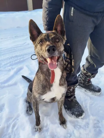 Лори ищет дом и хозяина - Кошки в Екатеринбург