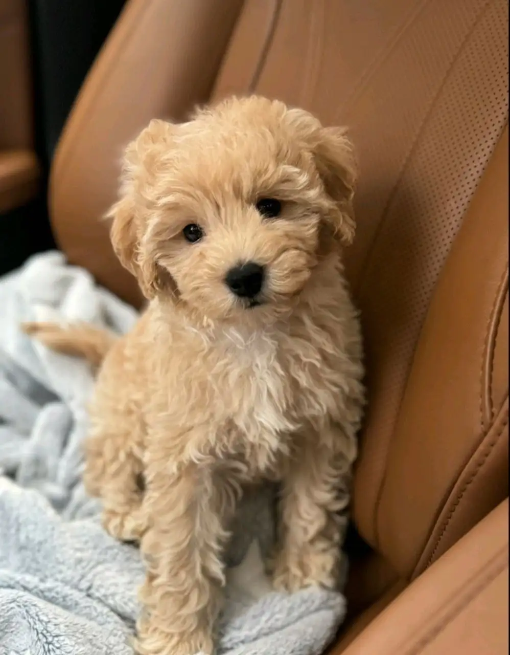 Мальтипу мальчик 3 месяца с документами - Собаки (Животные) в Екатеринбург