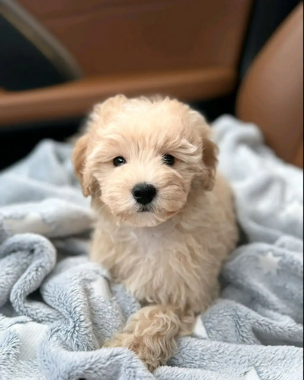 Мальтипу мальчик 3 месяца с документами - Собаки (Животные) в Екатеринбург