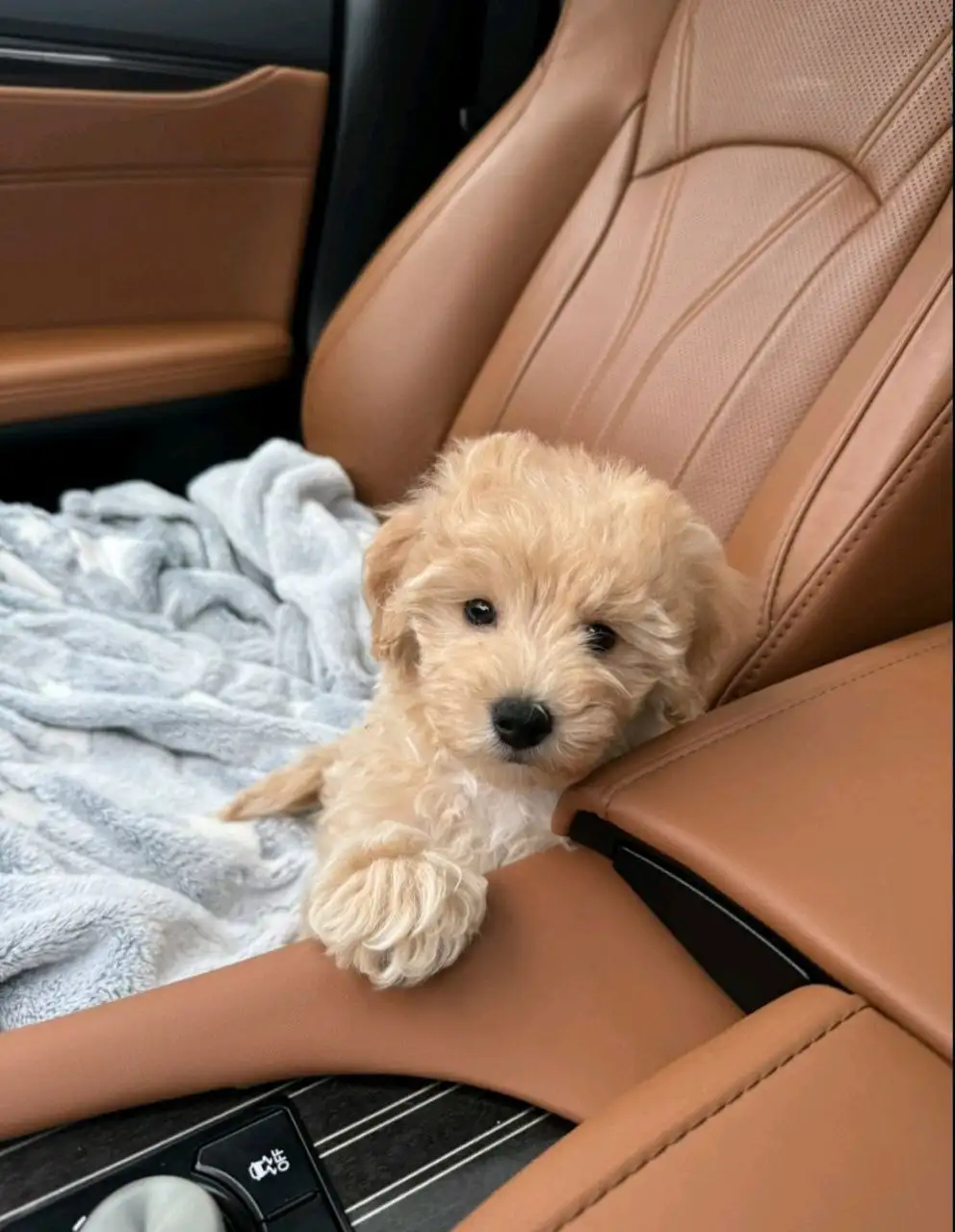 Мальтипу мальчик 3 месяца с документами - Собаки (Животные) в Екатеринбург