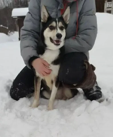 Девочка Герта ищет дом и любящую семью - Животные в Екатеринбург