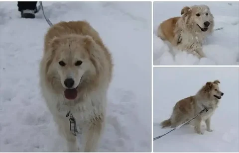 Снежа - собака в поиске семьи - Животные в Екатеринбург