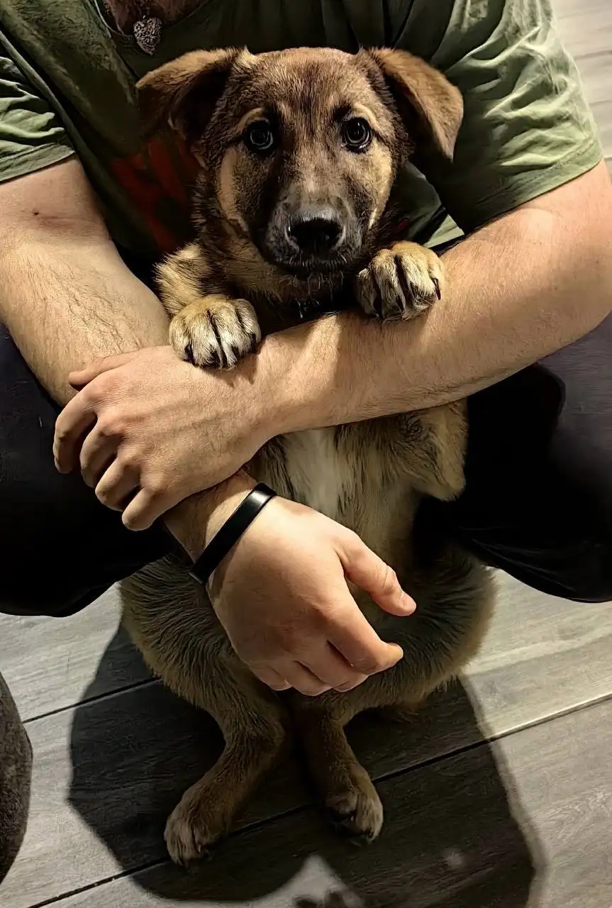 Щенок Алисента ищет дом - Собаки (Животные) в Екатеринбург