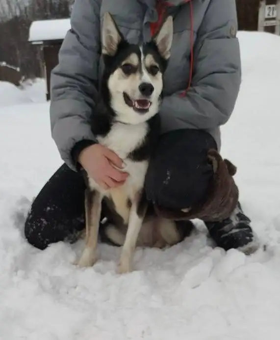 Ищет дом и любящую семью девочка Герта - Кошки (Животные) в Екатеринбург