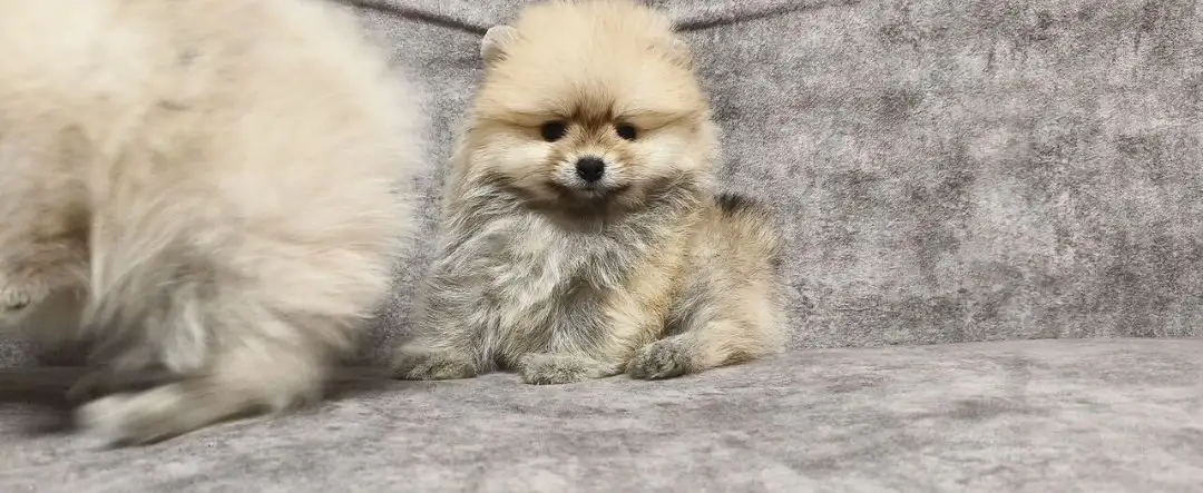 Щенки померанского шпица - Собаки (Животные) в Екатеринбург