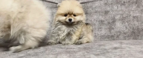 Щенки померанского шпица - Собаки в Екатеринбург