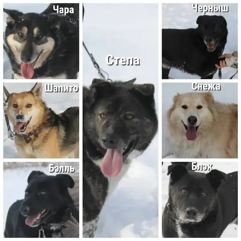 Собаки ищут дом - Собаки (Животные) в Бобровский