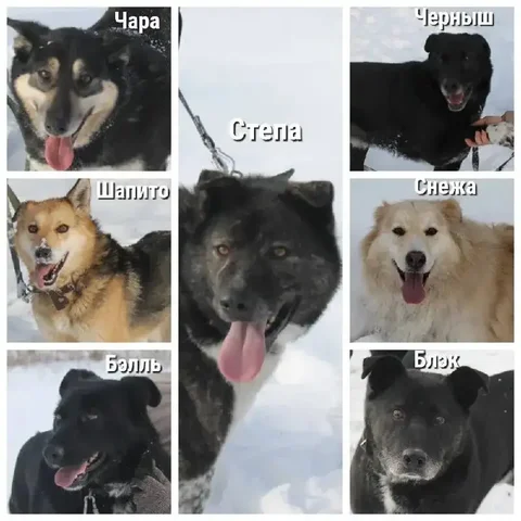 Собаки ищут дом - частное объявление в Бобровский