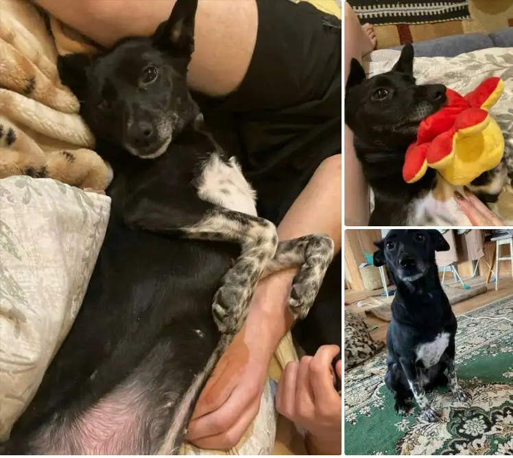 Гном-топотун ищет дом - Собаки (Животные) в Екатеринбург