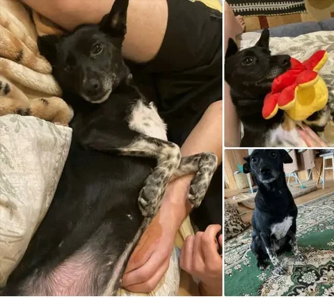 Гном-топотун ищет дом - Птицы в Екатеринбург