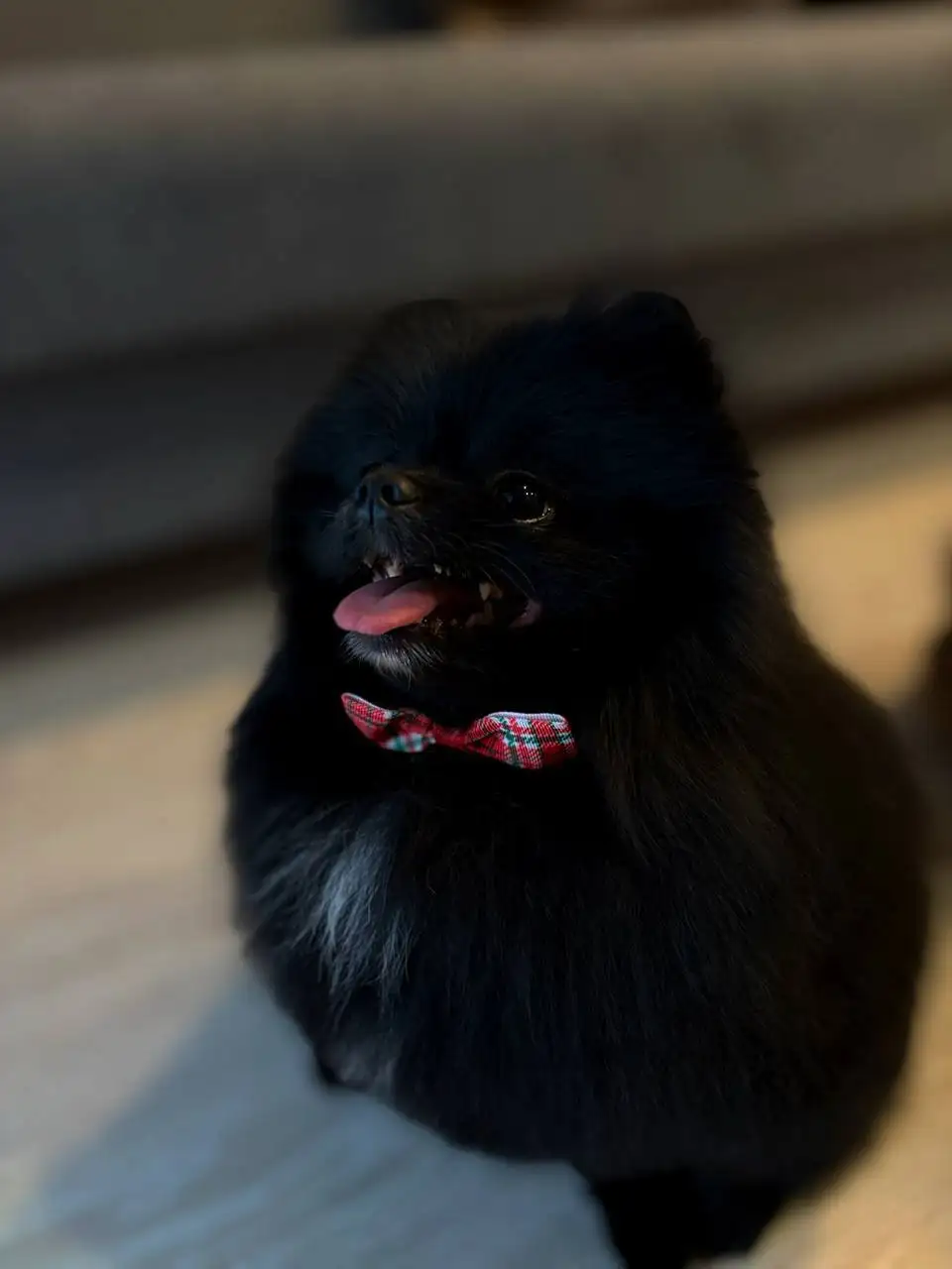 Продается померан - Собаки (Животные) в Екатеринбург