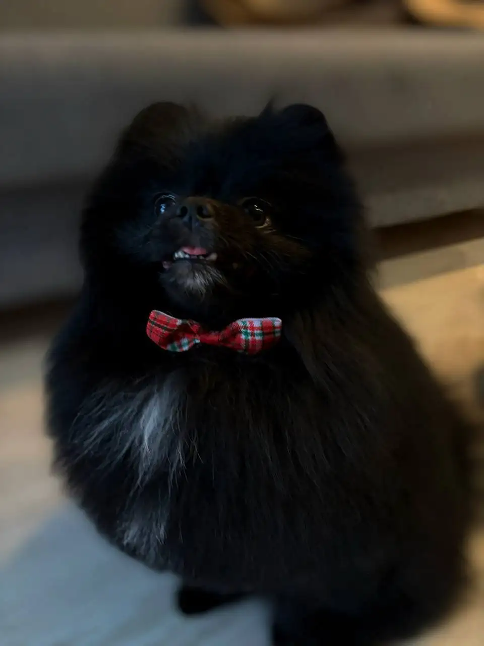 Продается померан - Собаки (Животные) в Екатеринбург