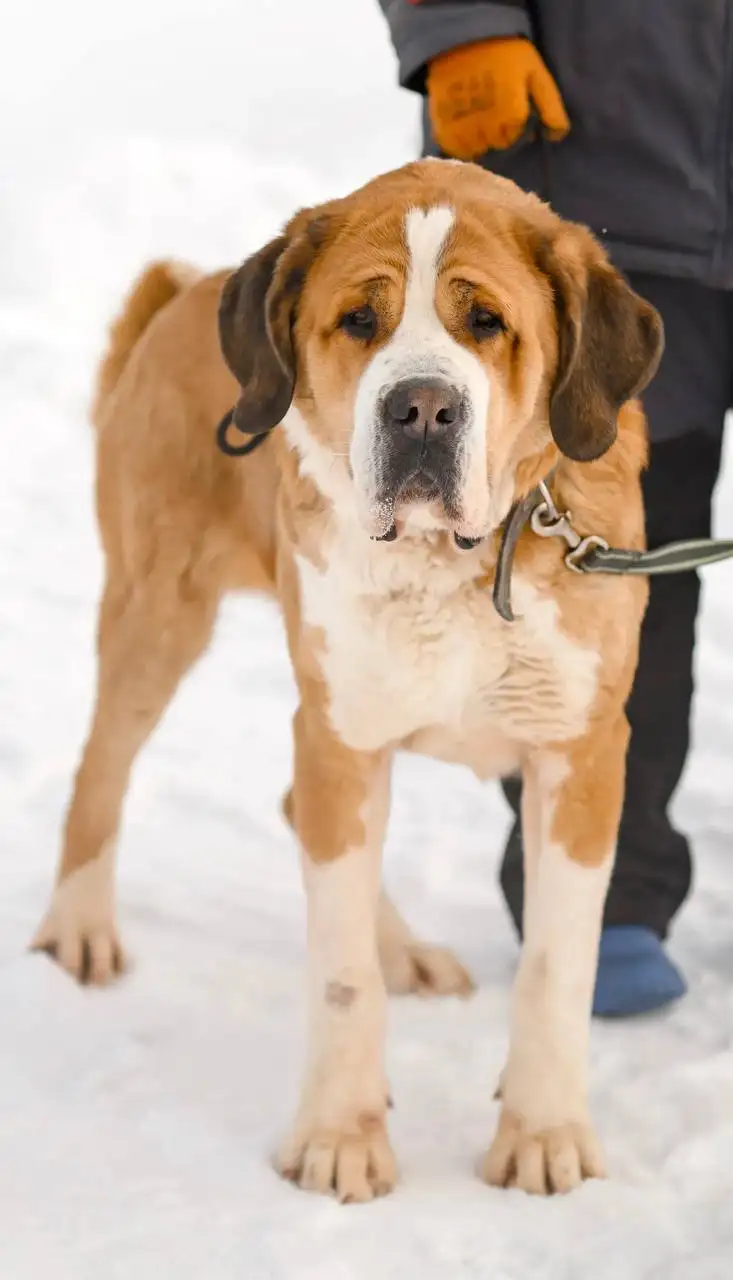 Собака Джерри ищет новый дом - Собаки (Животные) в Екатеринбург