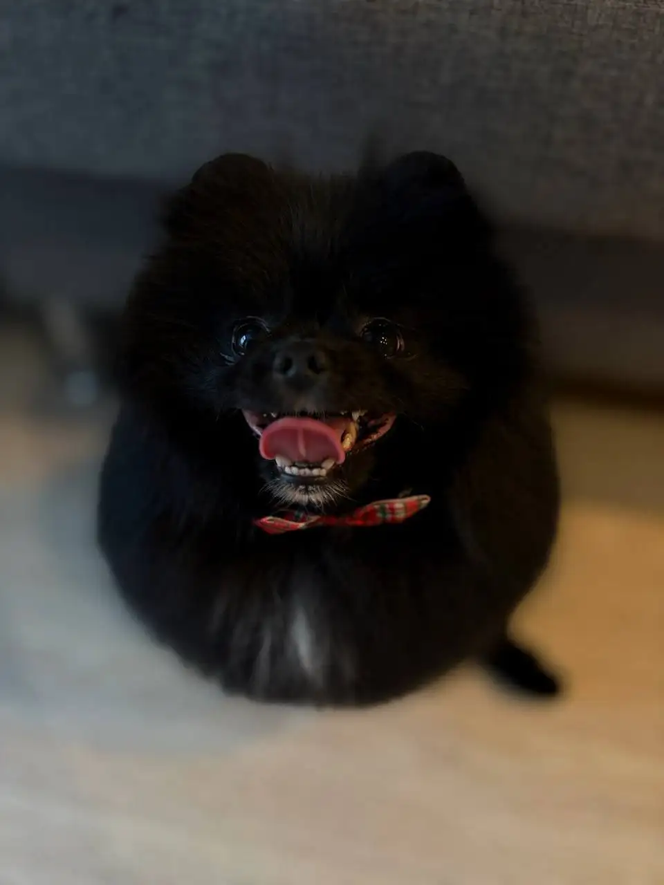 Померанский шпиц с документами и прививками - Собаки (Животные) в Екатеринбург