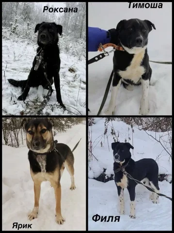 Щенки из детского садика '10 негритят' ищут дом в Екатеринбурге - Птицы в Екатеринбург