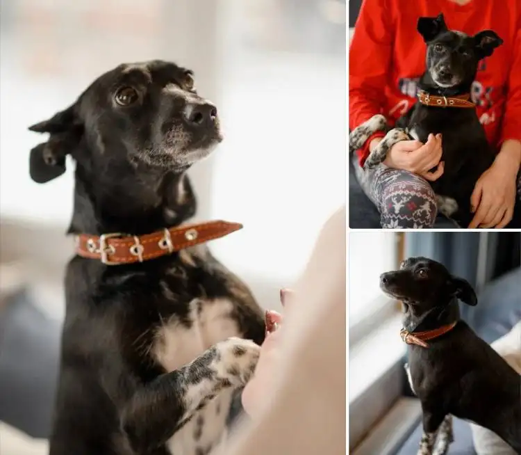 Поиск семьи для собаки Альмы - Собаки (Животные) в Екатеринбург