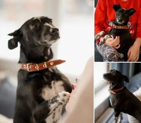 Поиск семьи для собаки Альмы - Птицы в Екатеринбург