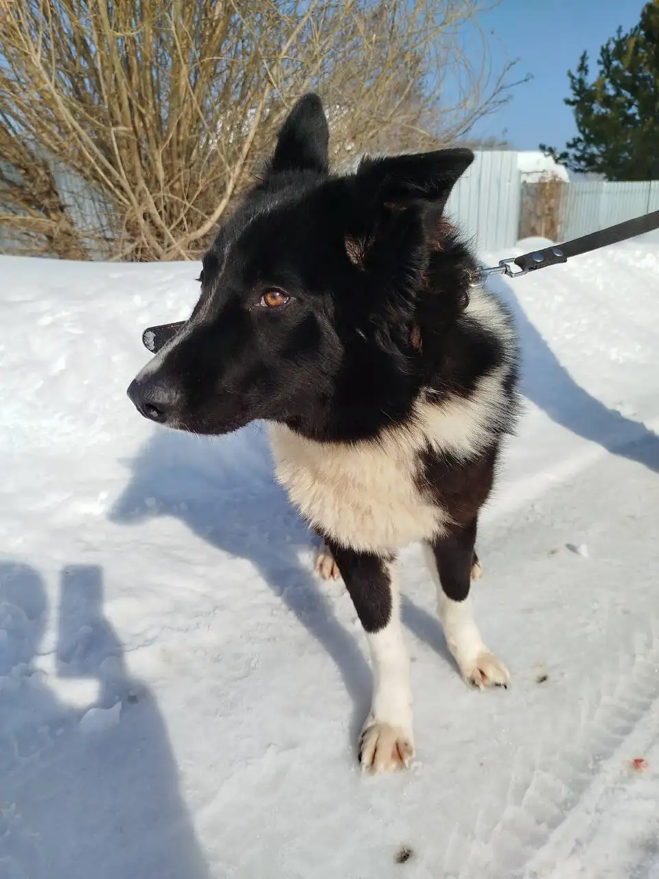 Клайд ищет дом - Собаки (Животные) в Екатеринбург