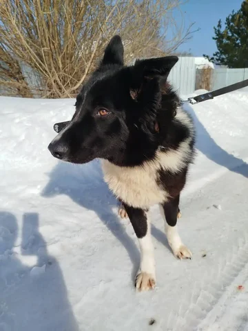 Клайд ищет дом - Птицы в Екатеринбург