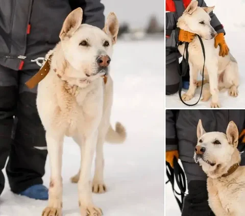 Рон - великолепный пёс ищет дом - Животные в Логиново