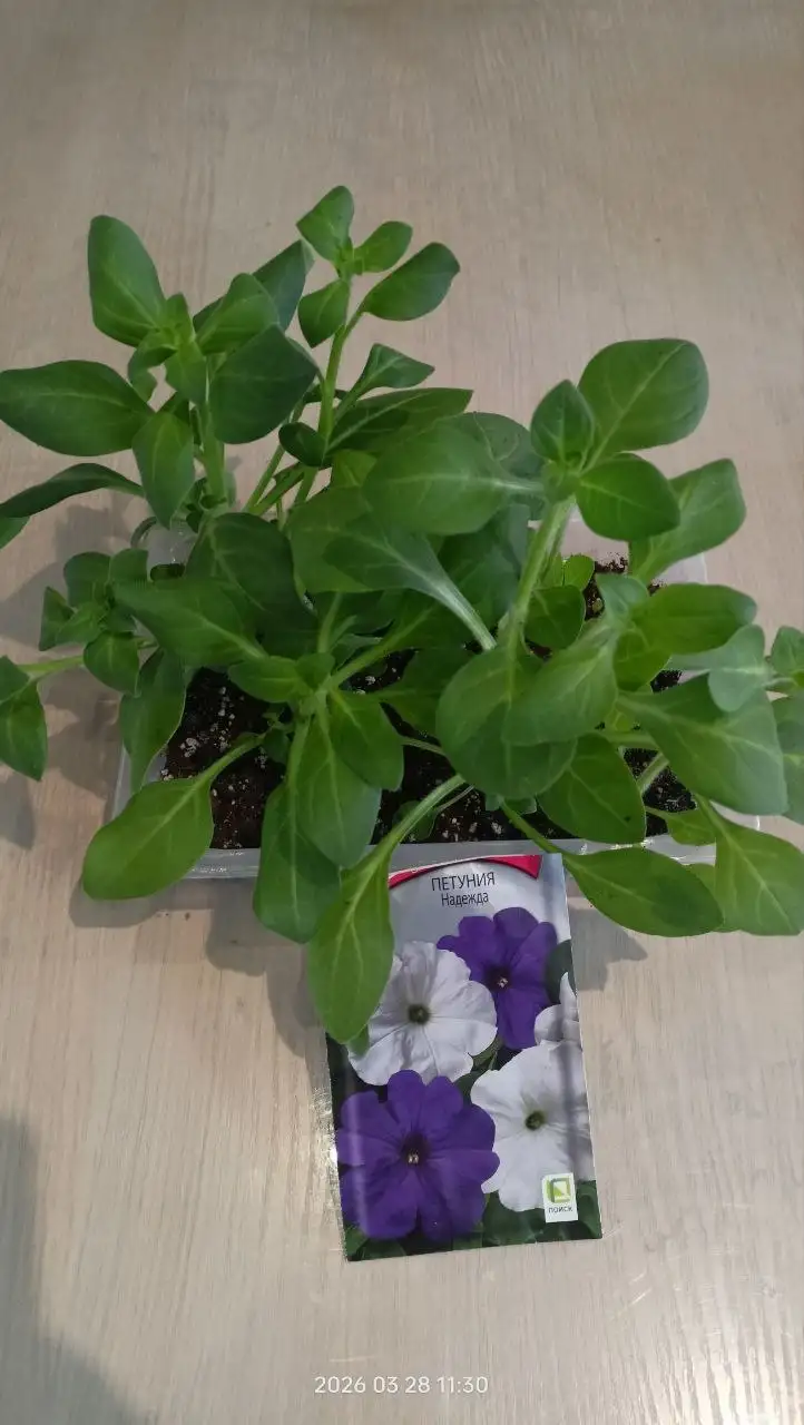 Продажа кассеты петунии - Растения (Барахолка) в Екатеринбург
