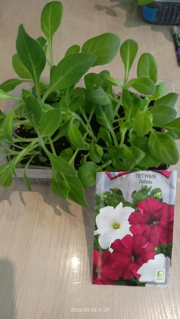 Продажа кассеты петунии - Растения (Барахолка) в Екатеринбург