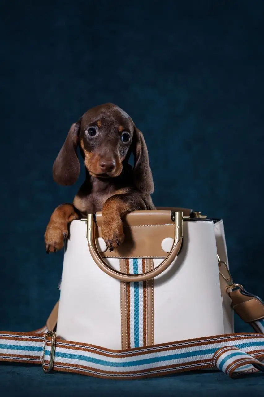 Щенок мини таксы с документами РКФ - Собаки (Животные) в Тюмень